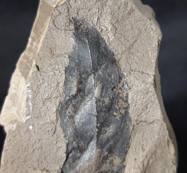 Distylium sp. SIEBOLD & ZUCCARINI 1835 - Bild © FossNet FossilienStore